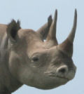 Rhino right profile